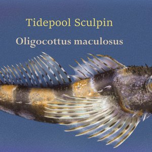Tidepool Sculpin. Digital. 2025. Rebelle and Affinity Photo.