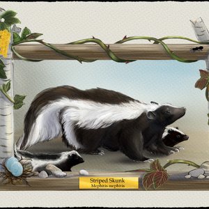 Striped Skunk. Digital. 2025. Rebelle 7.