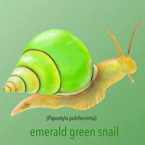 Emerald Green Snail. Digital. 2024. Affinity Photo.