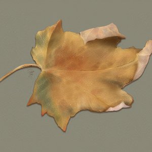 Fallen Autumn Leaf. Digital. 2024. Rebelle 7 and Affinity Photo.