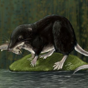 Water Shrew. Digital. 2024. Procreate and Affinity Photo.