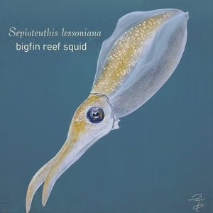 Bigfin Reef Squid. Digital. 2023. Affinity Photo.